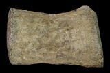 Fossil Pliosaur (Pliosaurus) Flipper Digit - England #136736-2